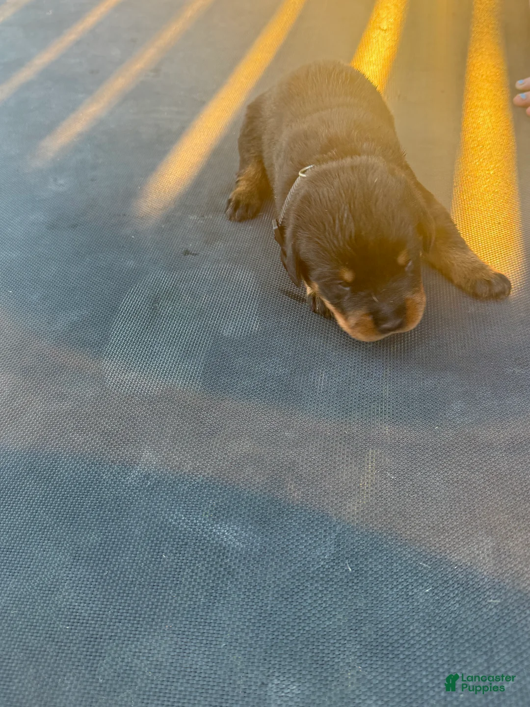 Rottweiler dogs for sale: Rottweiler 9 - Ad 2