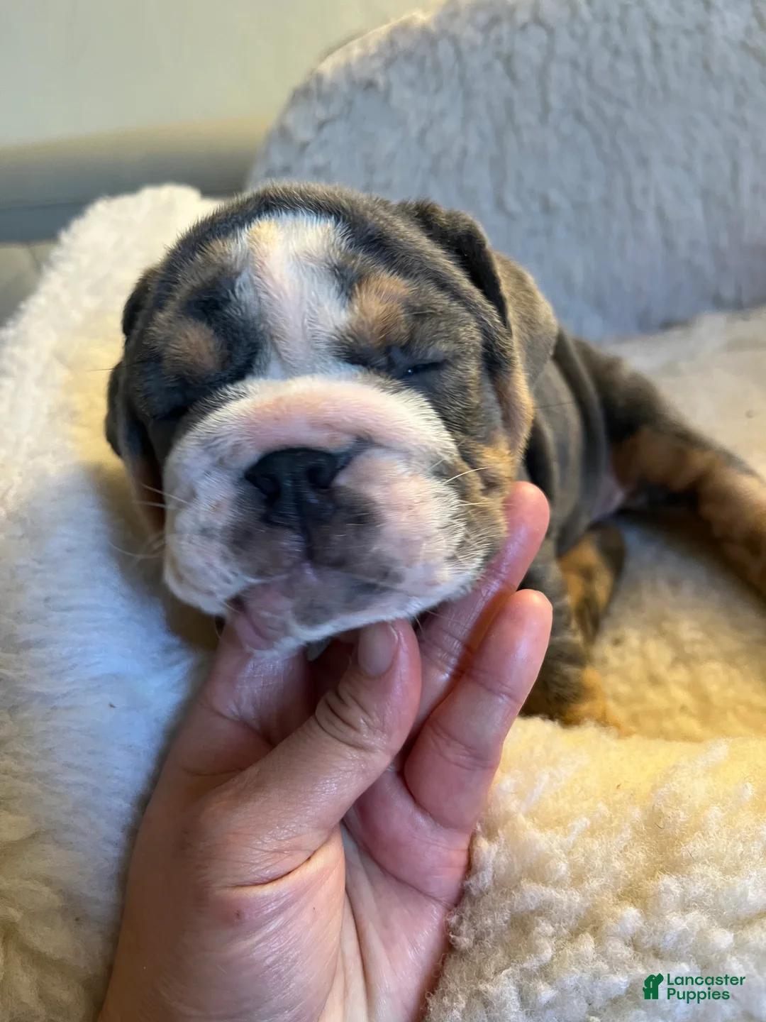 English Bulldog dogs for sale: English Bulldog Puppy 3 - Ad 2