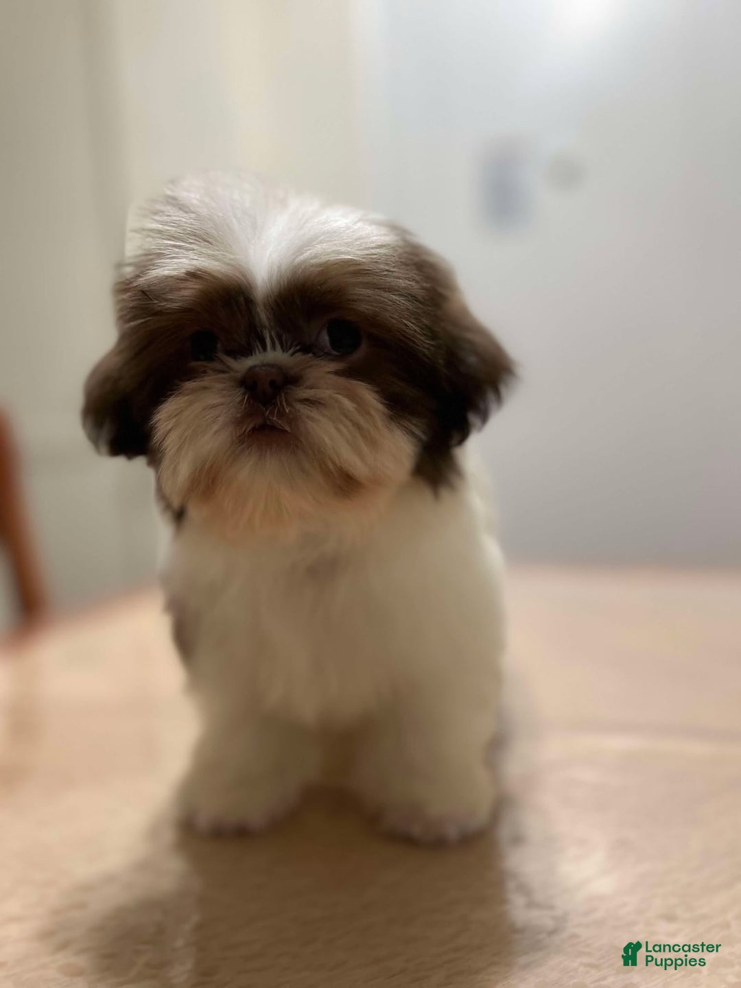 Shih Tzu dogs for sale: Elizabeth - Ad 2