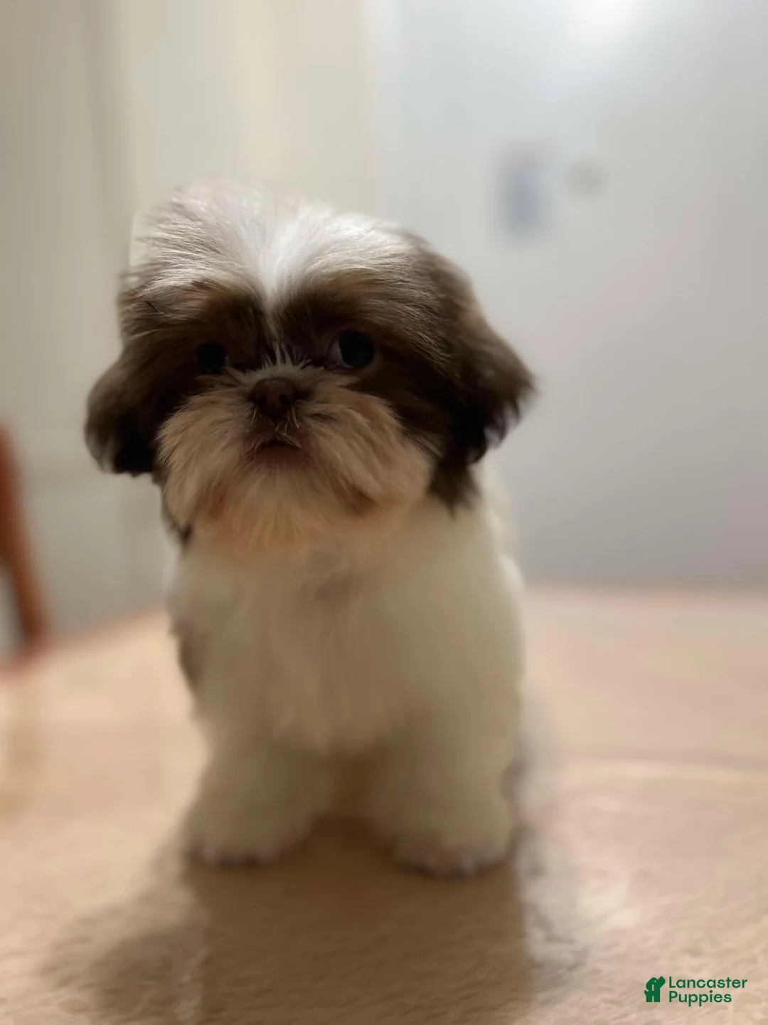 Shih Tzu dogs for sale: Elizabeth - Ad 2