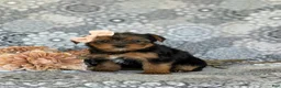 Shorkie dogs for sale: McKinlee 7 lbs Full Grown - Ad 5