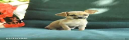 Chihuahua dogs for sale: Paris - Ad 4