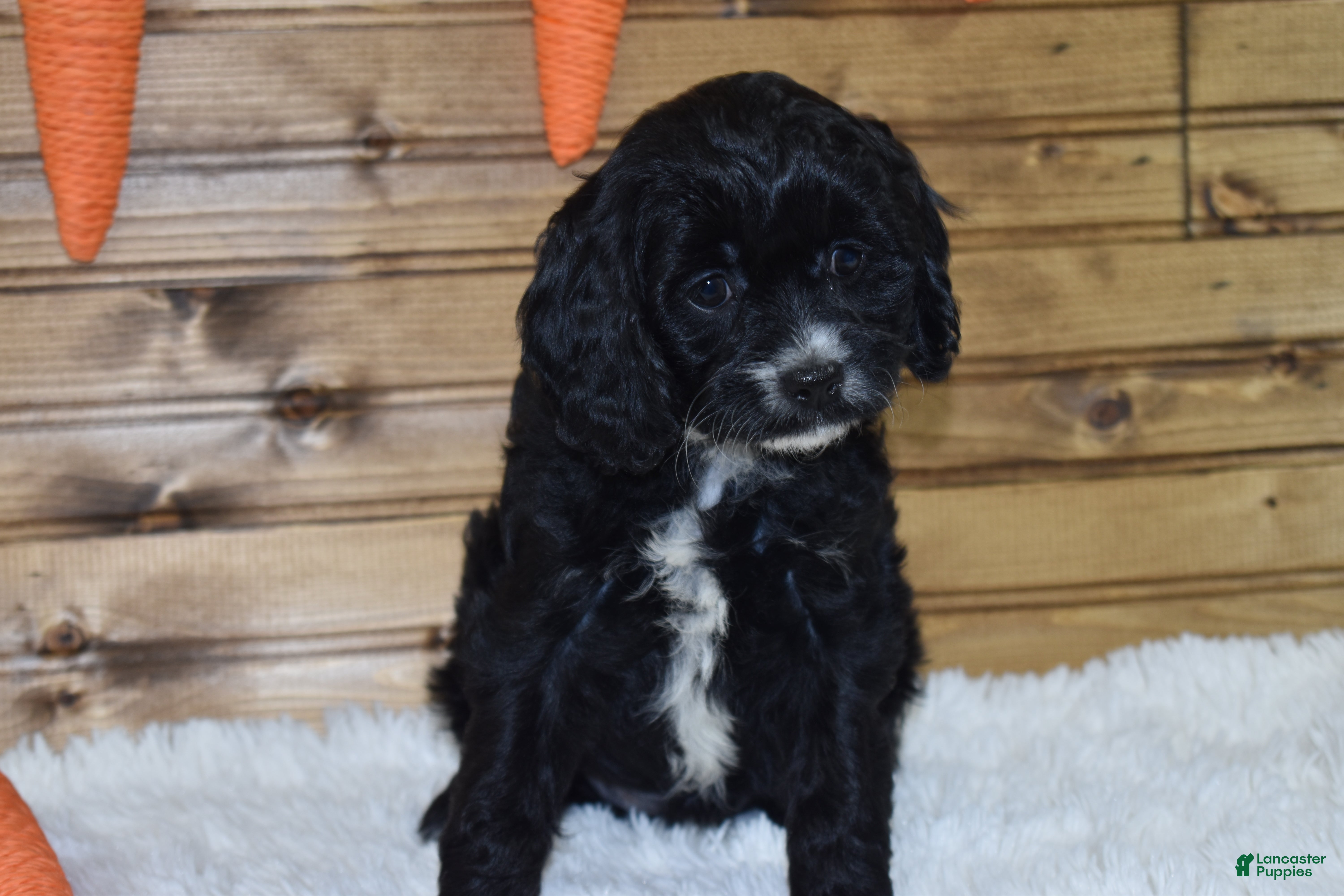 Cavapoo dogs Brooklyn - Ad 1