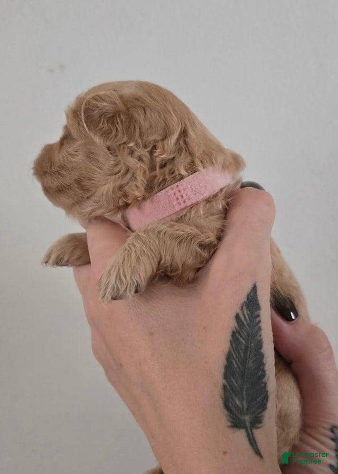 Maltipoo dogs for sale: Alexa - Ad 1