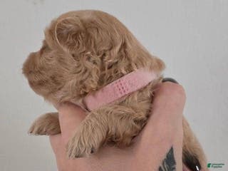 Maltipoo dogs Alexa - Ad 4