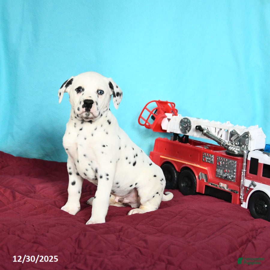 Dalmatian dogs Ollie - Ad 5