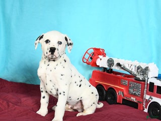 Dalmatian dogs Ollie - Ad 5