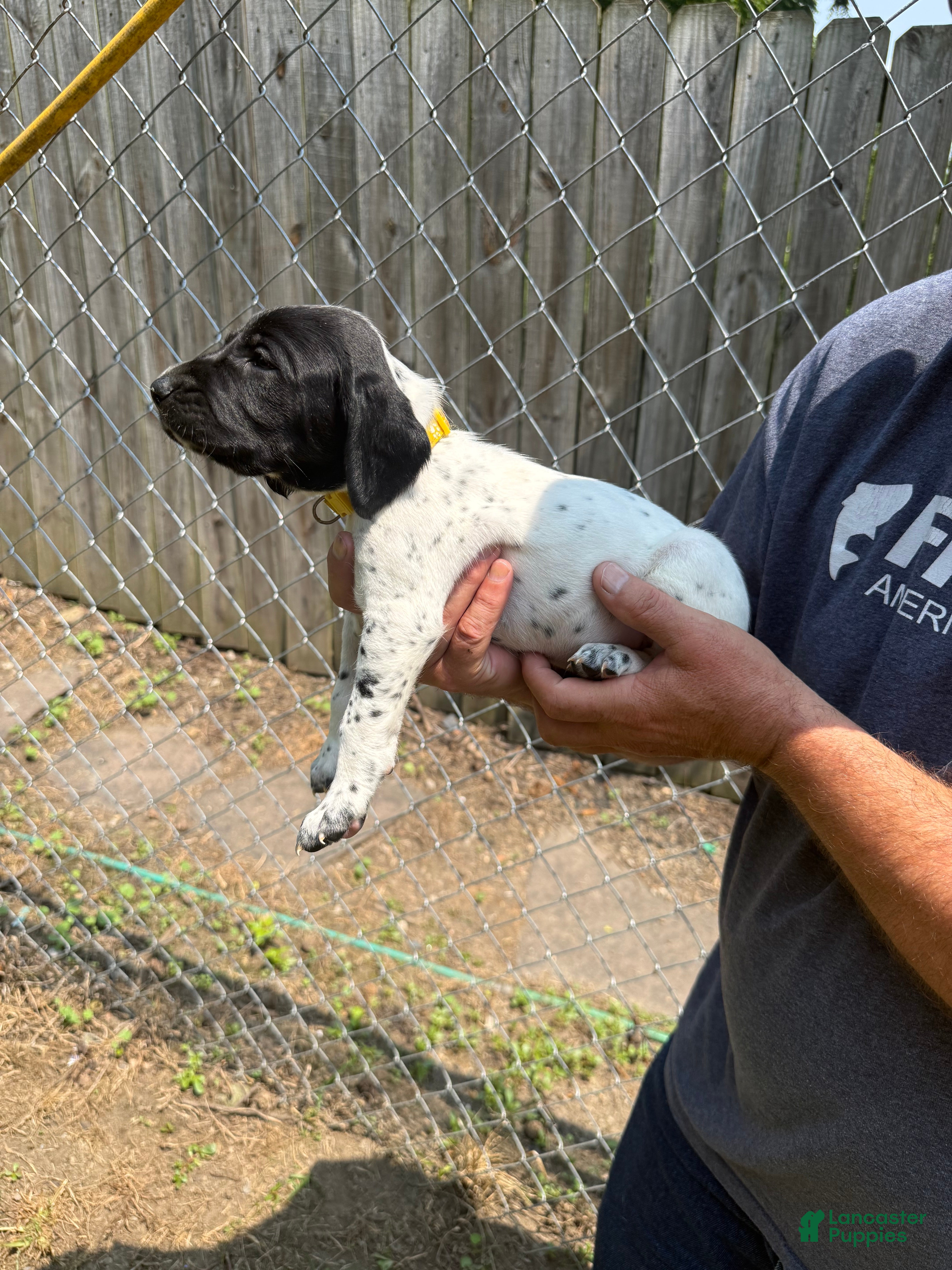 German Shorthaired Pointer dogs Daisy - Ad 14