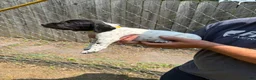 German Shorthaired Pointer dogs for sale: Daisy - Ad 1