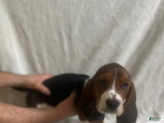 Basset Hound dogs Basset Hound Puppy 5 - Ad 3