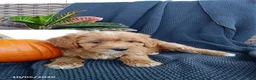 Mixed Breed dogs for sale: Olson - Ad 2