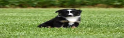 Miniature Australian Shepherd dogs for sale: Piper - Ad 6