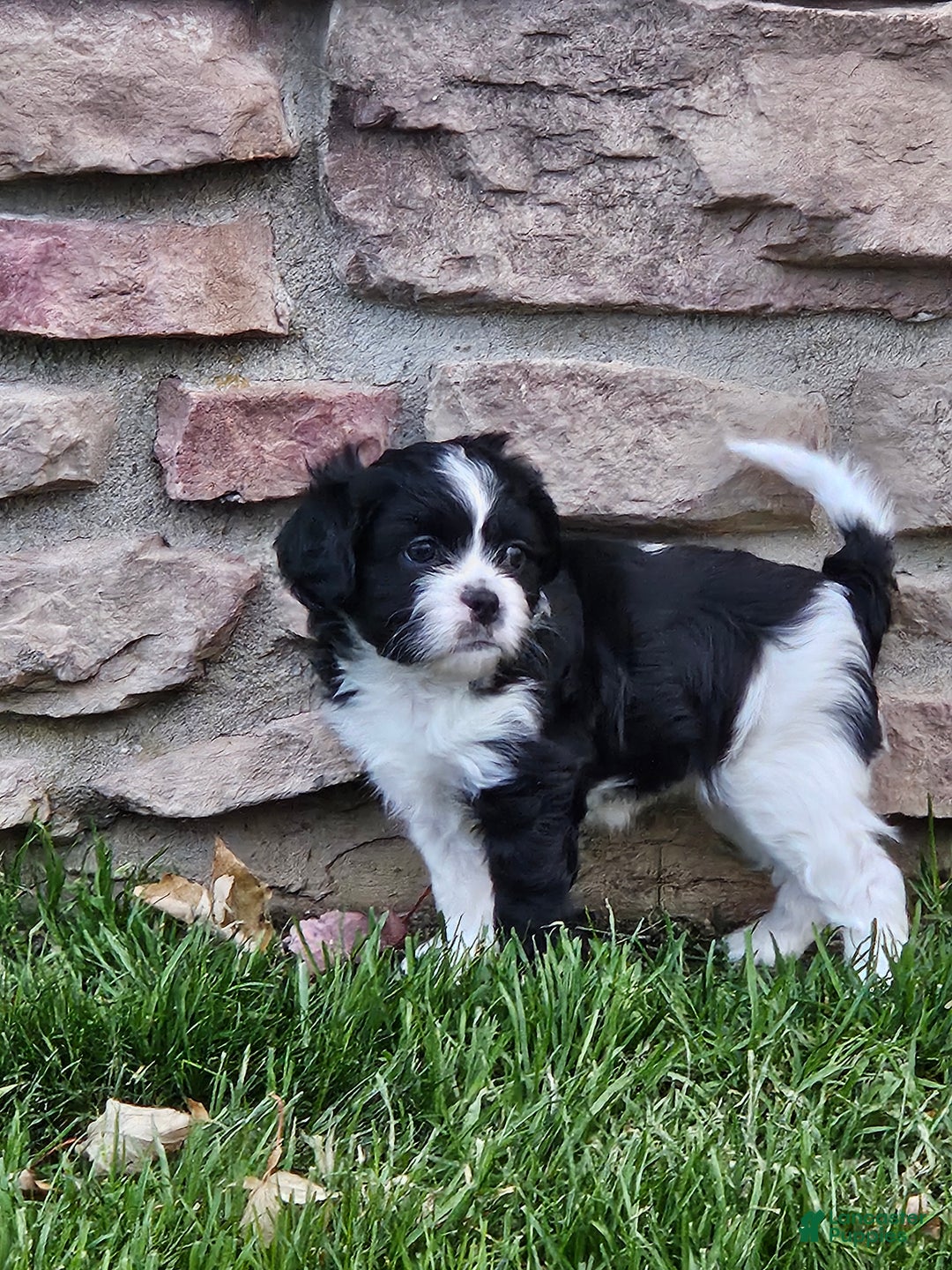 Mixed Breed dogs for sale: Cookie - Ad 5