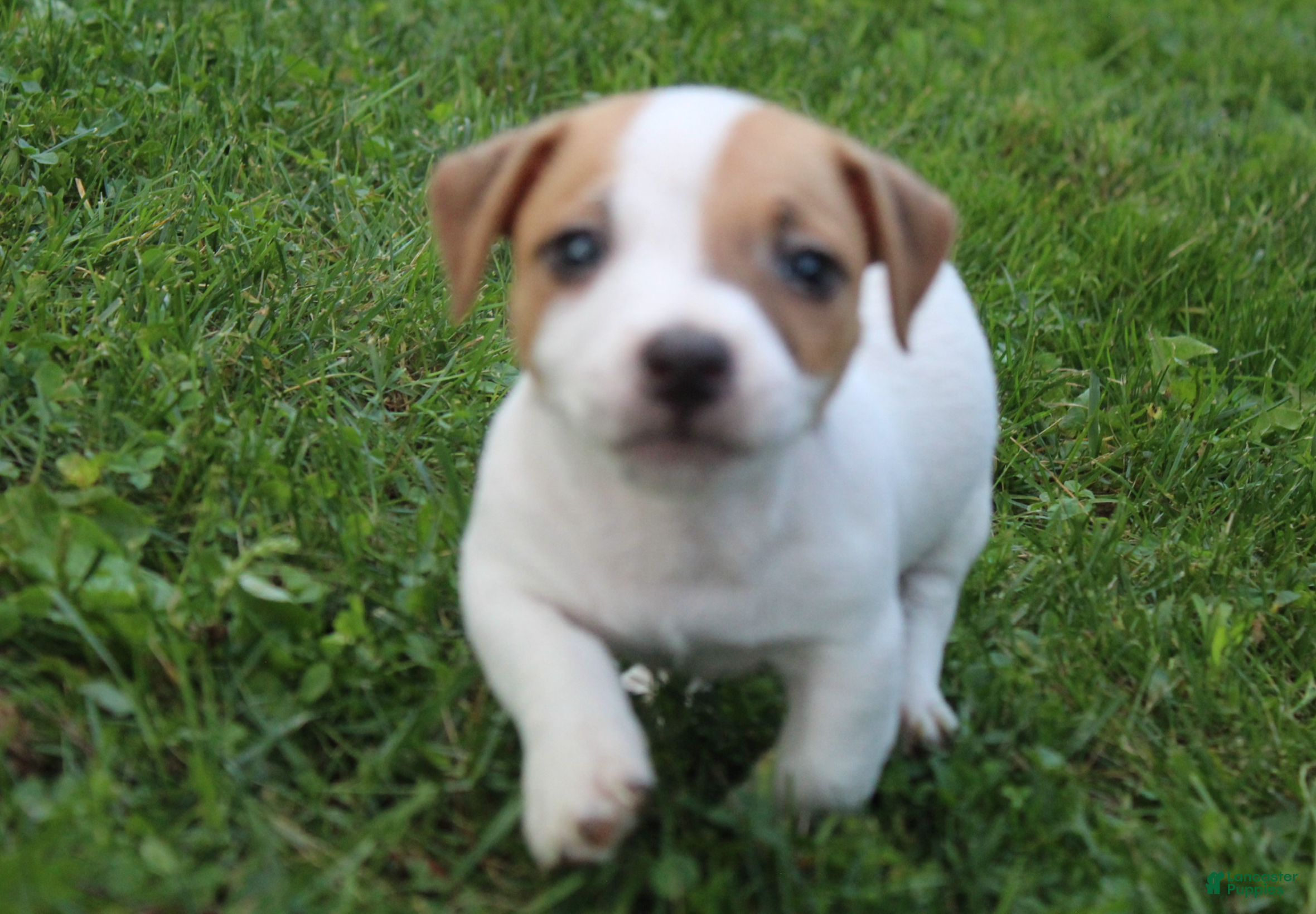 Jack Russell Terrier dogs Cooper - Ad 2