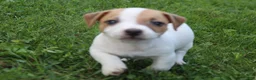 Jack Russell Terrier dogs for sale: Cooper - Ad 2