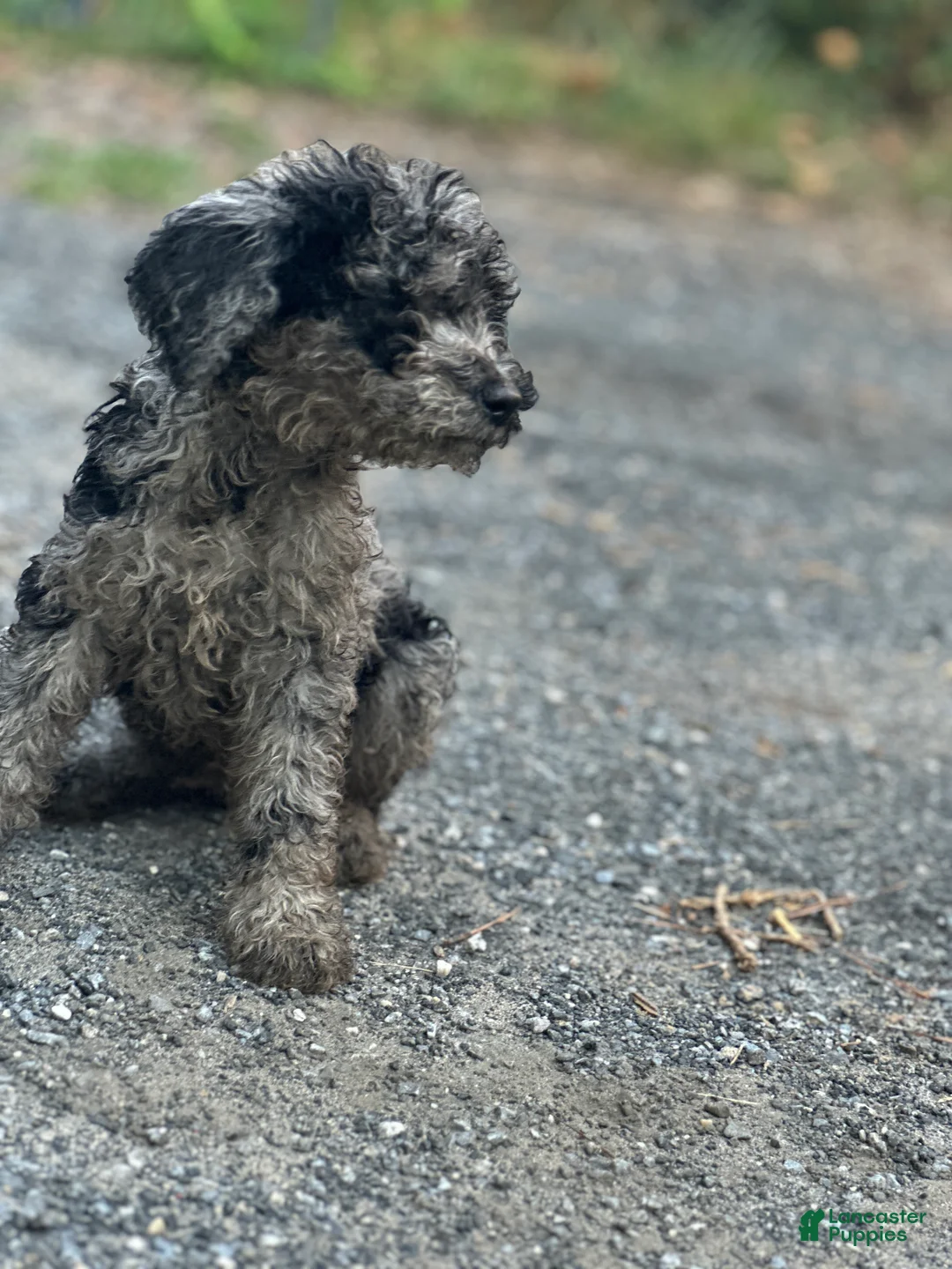 Standard Poodle dogs for sale: Standard Poodle Puppy 1 - Ad 1