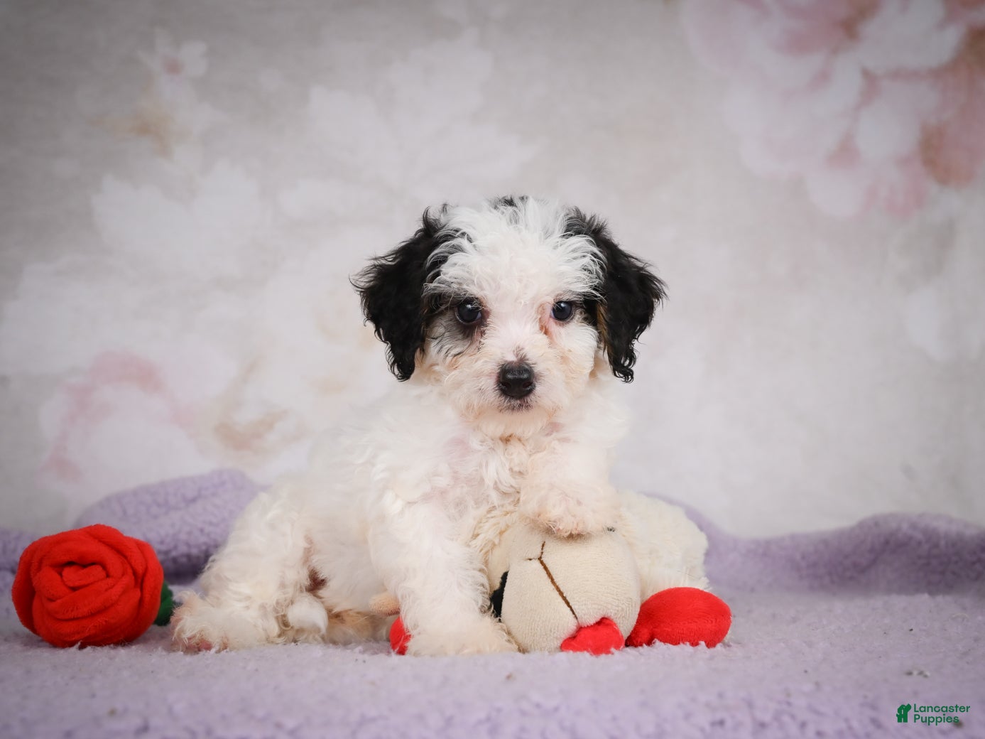 Mini Bernedoodle dogs Marley - Ad 2