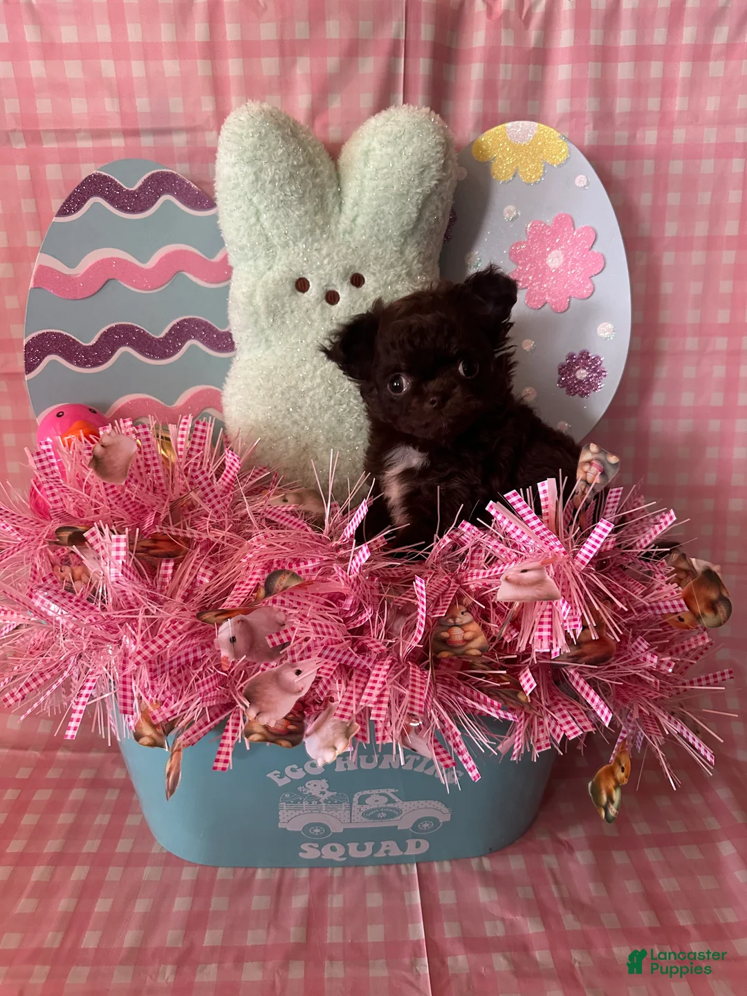 Chihuahua dogs for sale: Fury - Ad 2