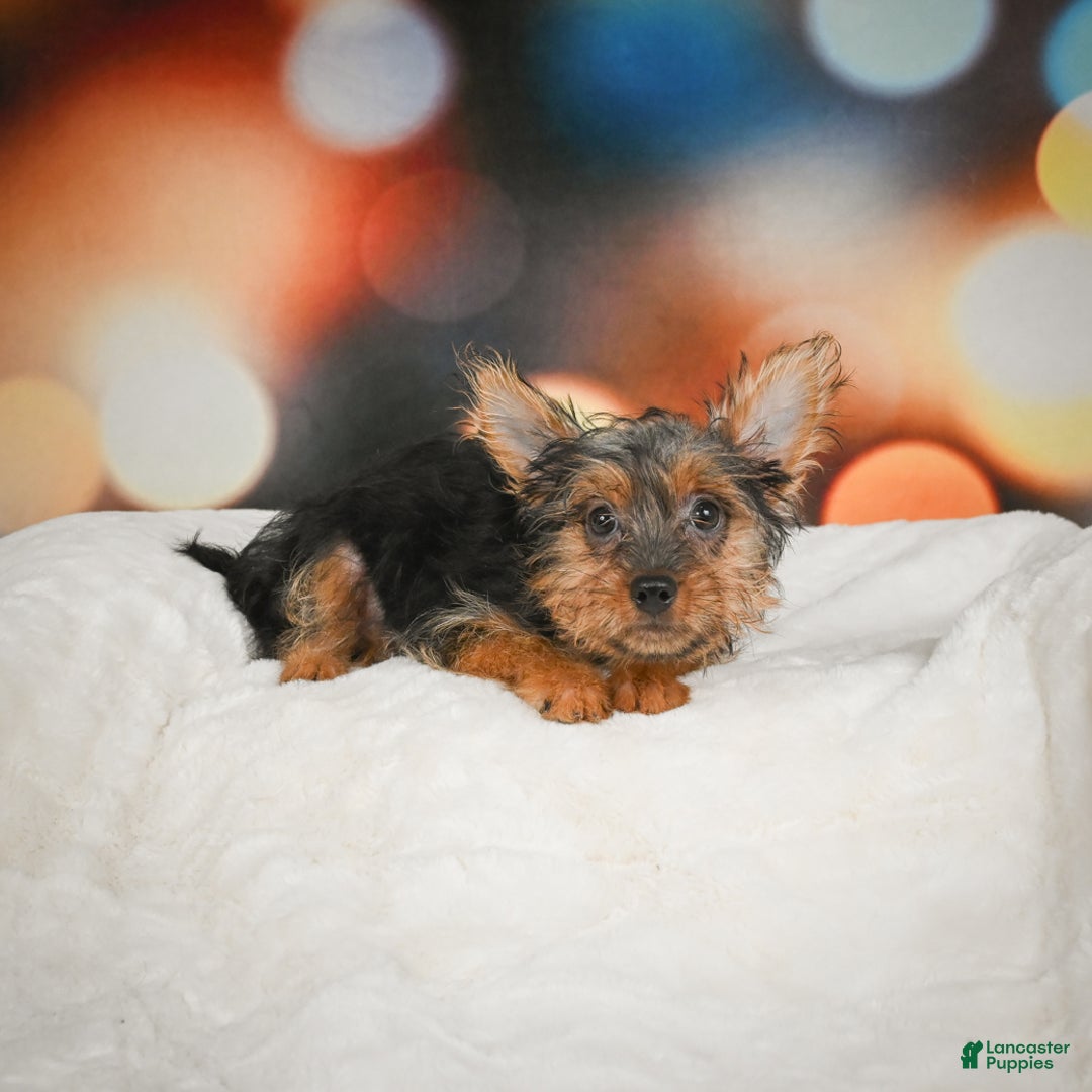 Yorkshire Terrier dogs for sale: Yasmin - Ad 10