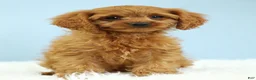 Cavapoo dogs for sale: Waffles 🧇 - Ad 8