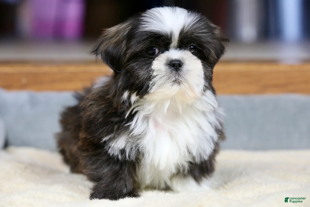 Shih Tzu dogs for sale: Stanlee - Ad 8