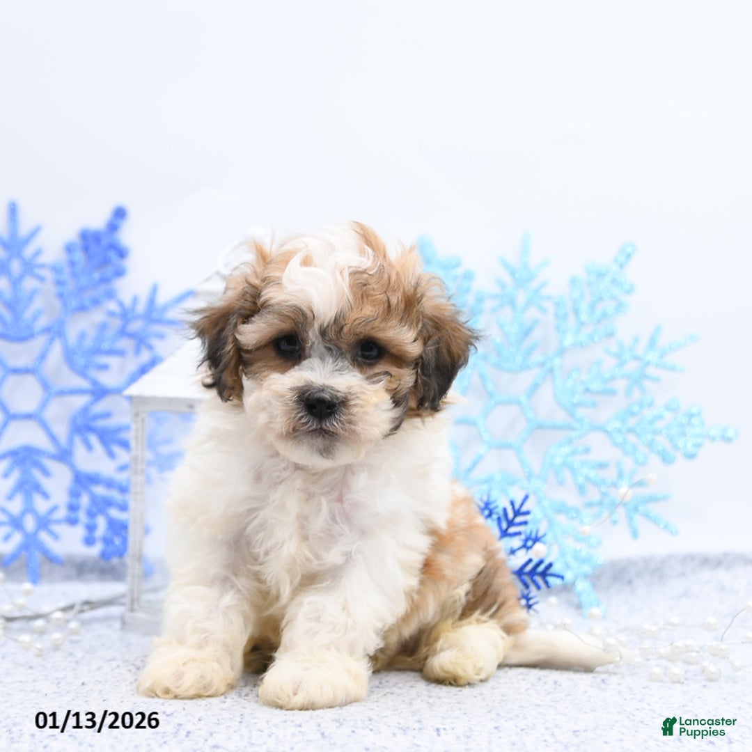 Mixed Breed dogs for sale: Mitchel - Ad 5