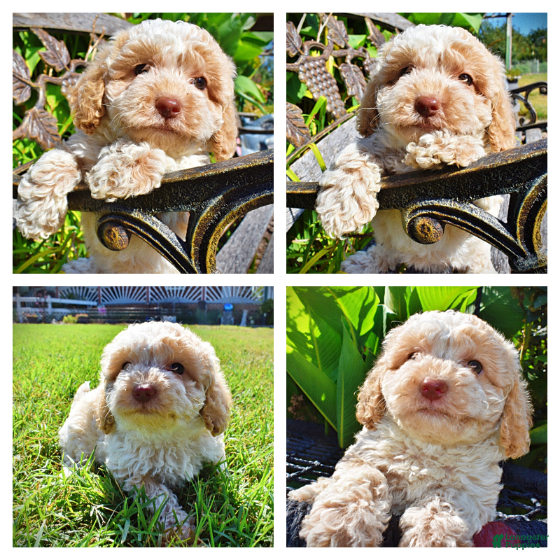 Havapoo dogs Juliet-LABOR DAY SALE-TAKE $100 OFF!!! - Ad 1