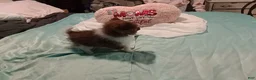 Pomeranian dogs for sale: Pomeranian 1 - Ad 8