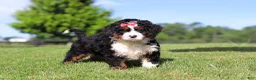 Mini Bernedoodle dogs for sale: Pistachio - Ad 3