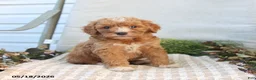 Mini Goldendoodle dogs for sale: Maddie - Ad 4
