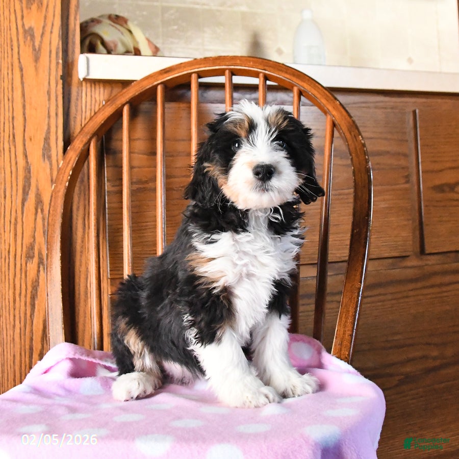 Mini Bernedoodle dogs Victoria - Ad 27