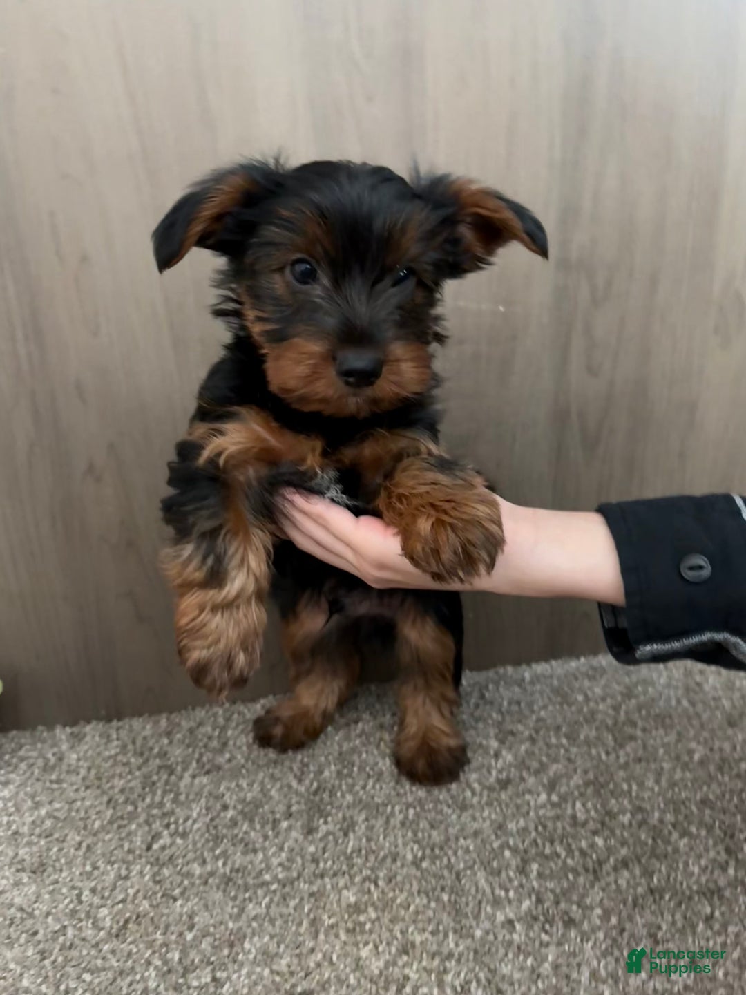 Yorkshire Terrier dogs for sale: Yorkshire Terrier Puppy 1 - Ad 1