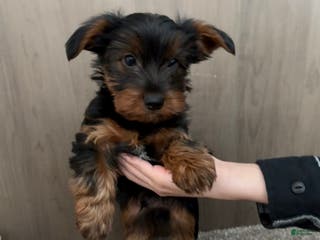 Yorkshire Terrier dogs Yorkshire Terrier Puppy 1 - Ad 25