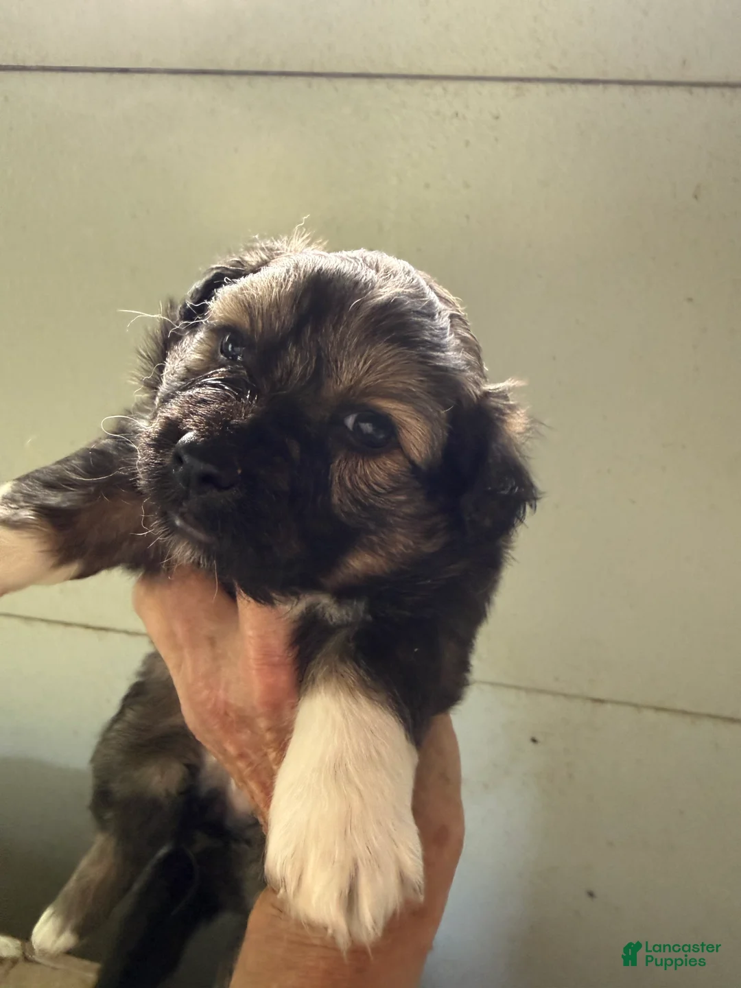 Mixed Breed dogs for sale: Cece - Ad 2
