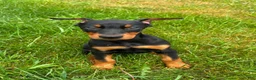 Doberman Pinscher dogs for sale: Female 1 - Ad 1