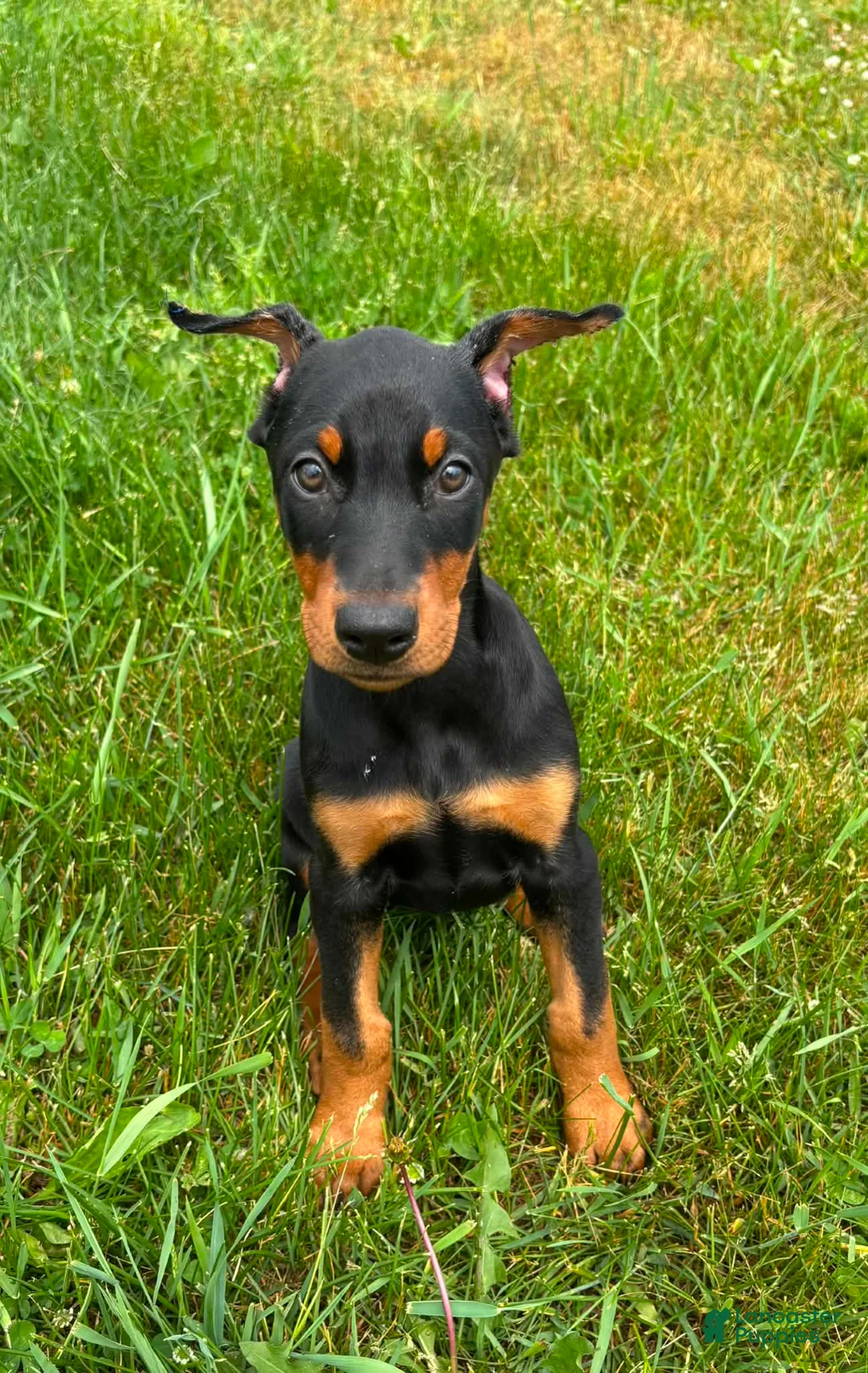 Doberman Pinscher dogs for sale: Female 1 - Ad 1