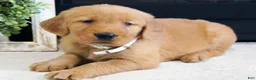 Golden Retriever dogs for sale: Daisy - Ad 1