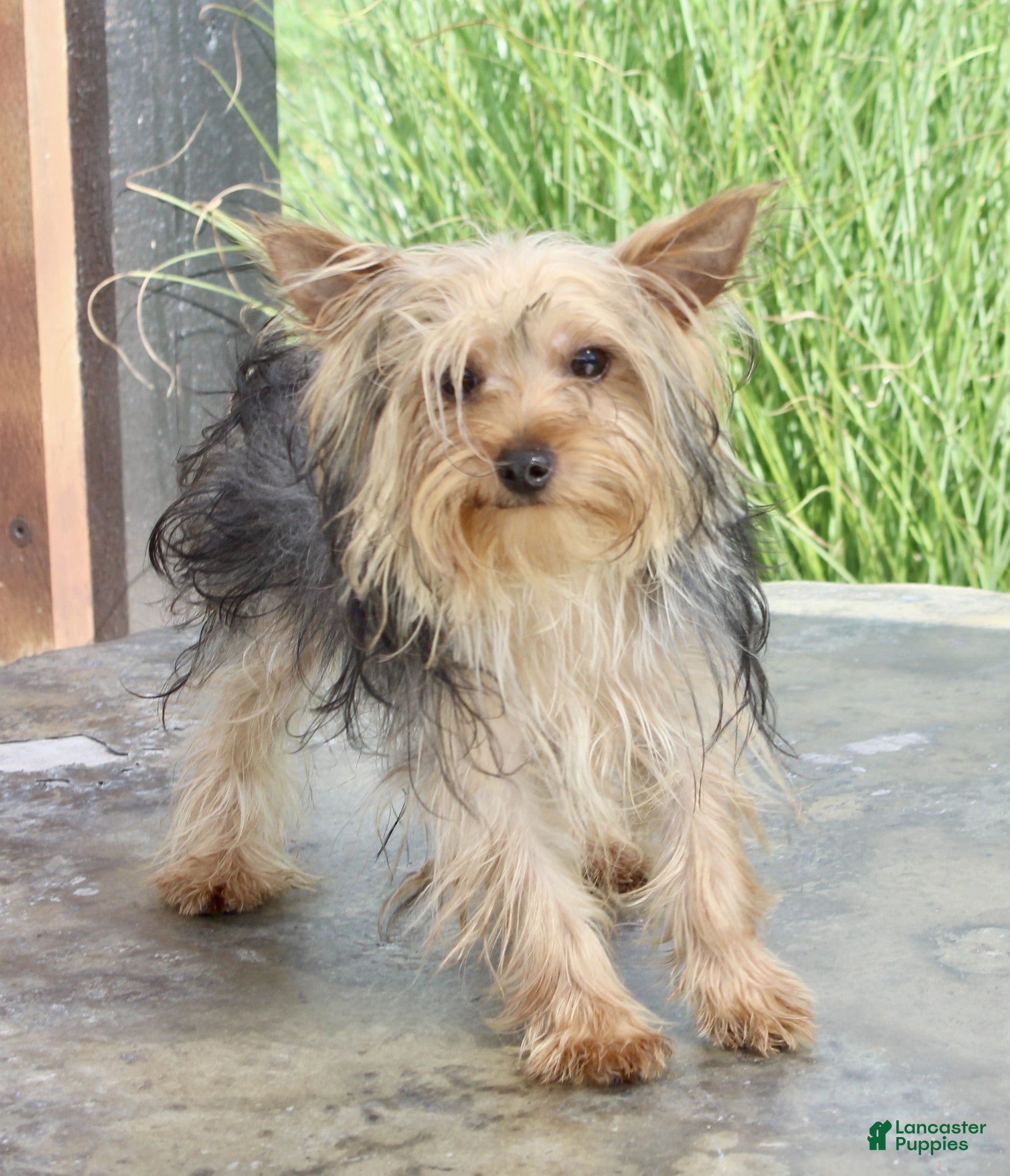 Yorkshire Terrier dogs Scotty - Ad 2