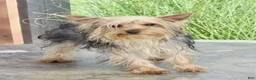 Yorkshire Terrier dogs for sale: Scotty - Ad 2