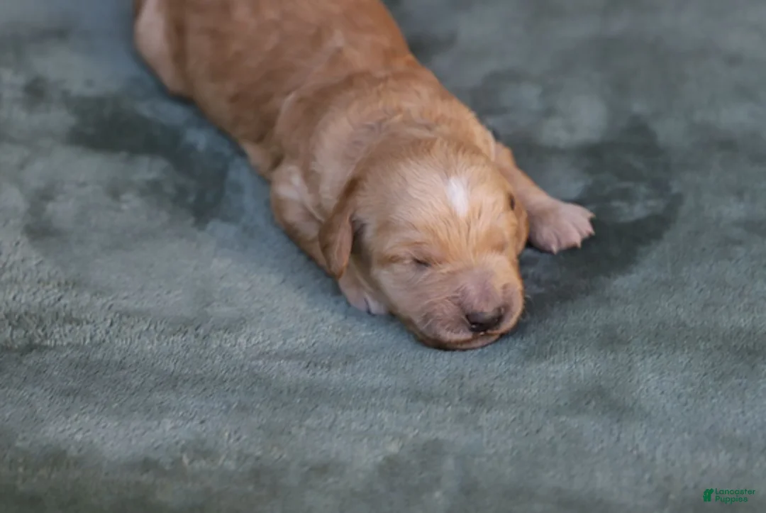 Goldendoodle dogs for sale: Mira - Ad 5