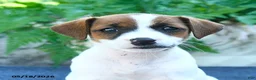 Jack Russell Terrier dogs for sale: Jenna - Ad 4