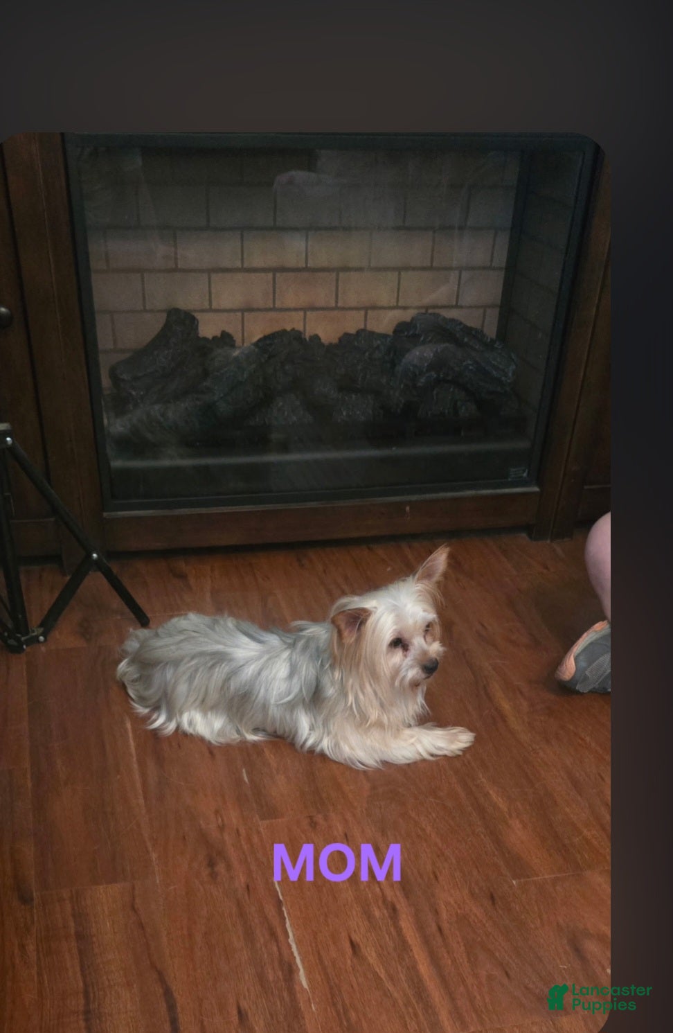 Trixie