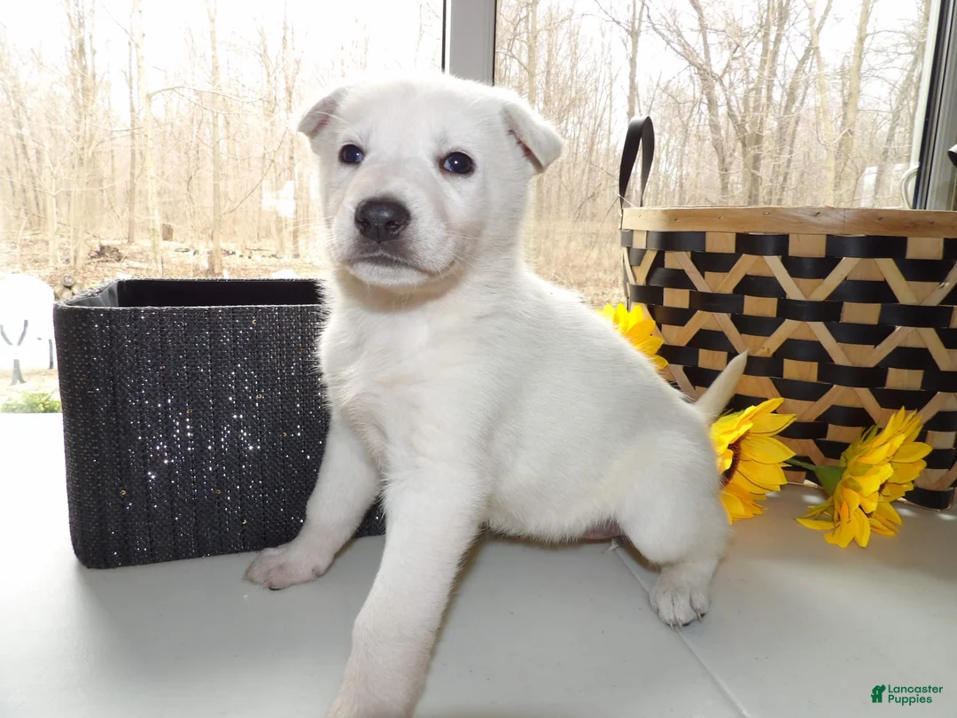 Gallery Image {{count}}