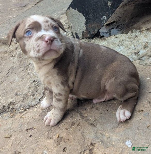 American Bully dogs Mr. Freckles - Ad 2