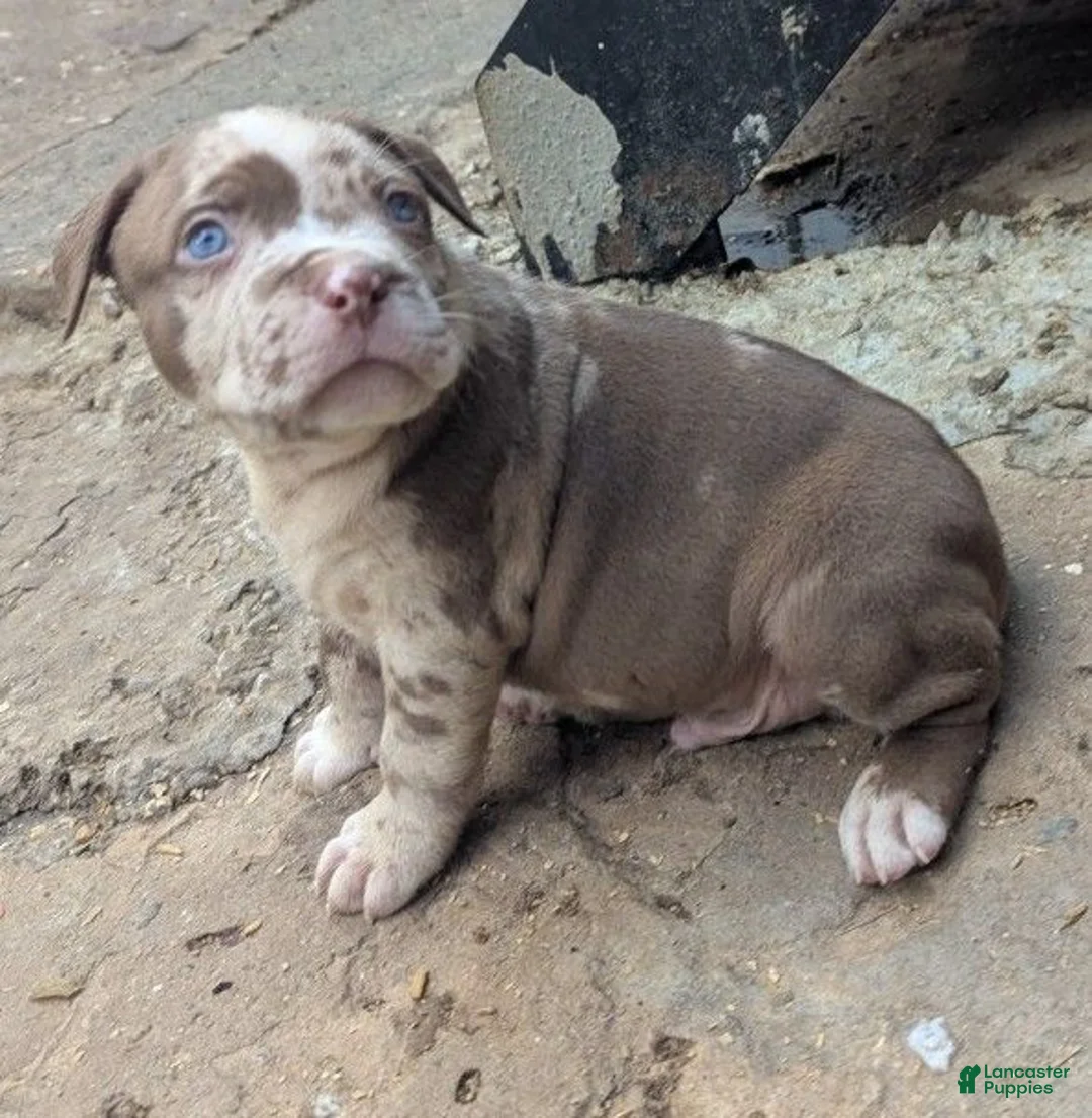 American Bully dogs for sale: Mr. Freckles - Ad 2