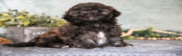 Shih Tzu dogs for sale: Barney - Ad 3