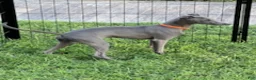 Italian Greyhound dogs for sale: Axel - Ad 3