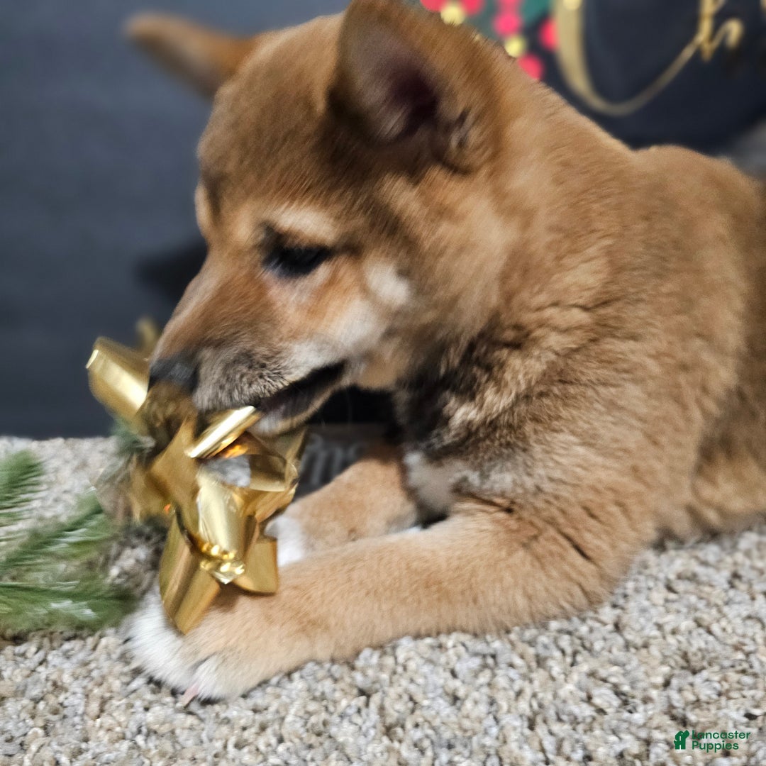 Shiba Inu dogs for sale: Koda - Ad 5