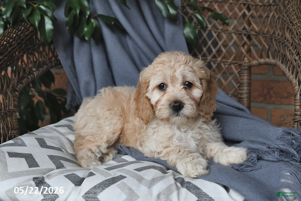 Cockapoo dogs Buttercup - Ad 2