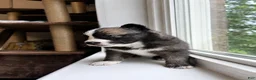 Pomsky dogs for sale: Atlas  - Ad 2